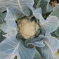 Snowball Y Improved White Cauliflower Seeds