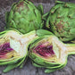 Green Globe Artichoke Garden Vegetable Seeds