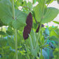 King Tut Purple Podded Pea Seeds