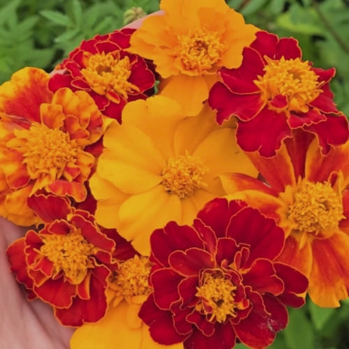 Petite Dwarf French Marigold Flower Seeds