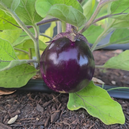 Thai Round Purple Eggplant Seeds