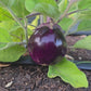 Thai Round Purple Eggplant Seeds