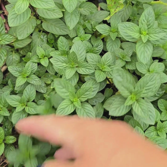 Peppermint Herb Seeds