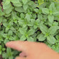 Peppermint Herb Seeds