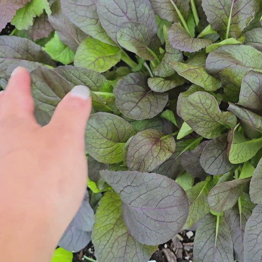 Red Hybrid Komatsuna Mustard Greens Seeds