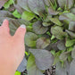 Red Hybrid Komatsuna Mustard Greens Seeds