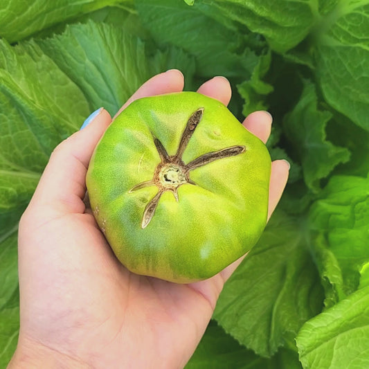 Dwarf Summertime Green Beefsteak Tomato