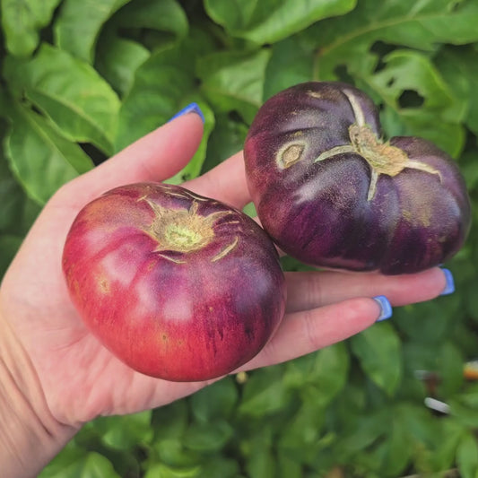 Aurora Blue Indeterminate Heirloom Tomato Seeds