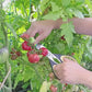 African Togo Cherry Tomato Seeds