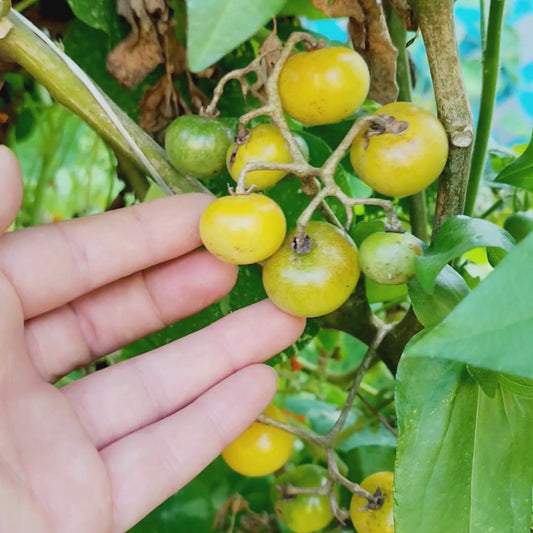 Napa Chardonnay Cherry Tomato Seeds