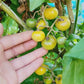 Napa Chardonnay Cherry Tomato Seeds