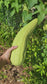 Superior Light Green Luffa for Sponges