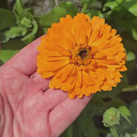Pacific Beauty Calendula Seeds