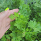 Italian Flat Leaf Parsley Herb Seeds