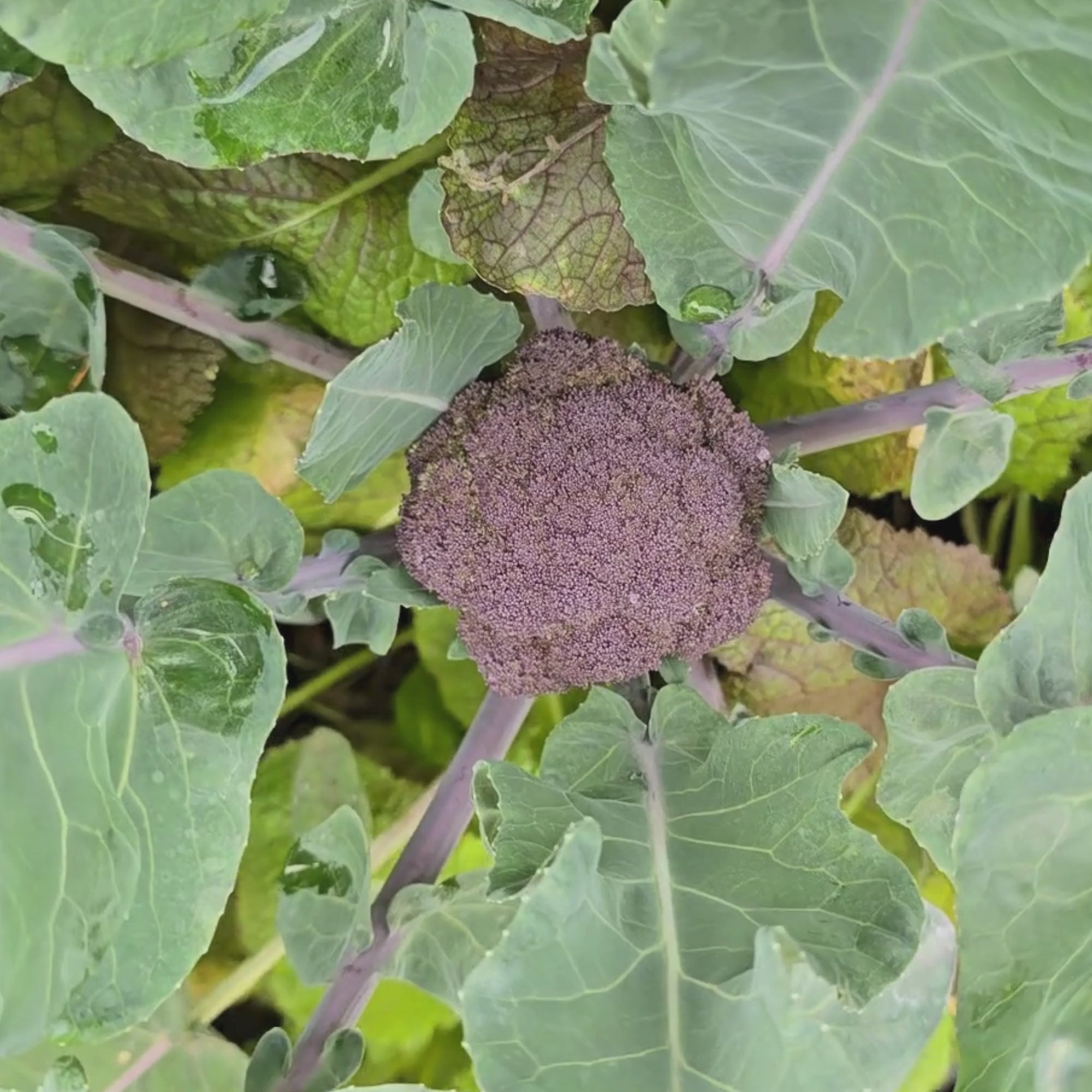 Broccoli Seeds – Jerra's Garden