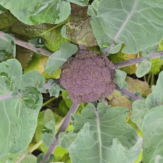 Purple Sprouting Broccoli Seeds