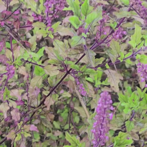 Red Leaf Holy Basil aka Krishna Tulsi Seeds