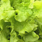 Black Seeded Simpson Lettuce Seeds