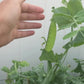 Oregon Sugar Pod II Snow Pea Seeds