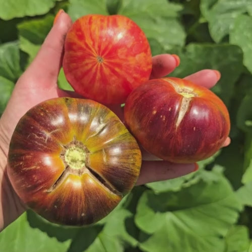 Red Beauty Beefsteak Tomato Seeds