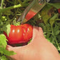 Gajilette de Puerto Rico Tomato Seeds