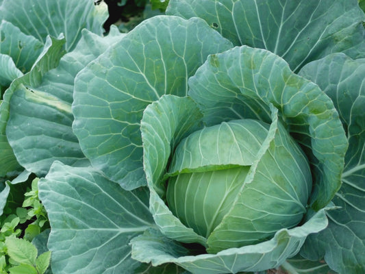 Golden Acre Cabbage Seeds