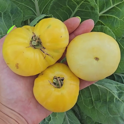 White Queen Tomato Seeds