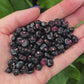 Montana Morado Maize Corn Seeds