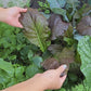 Japanese Giant Red Mustard Green Seeds