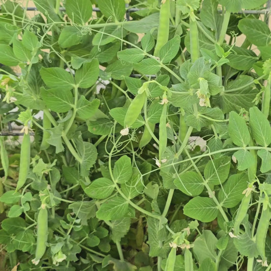 Green Arrow Sweet Green Shelling Pea Seeds