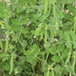 Green Arrow Sweet Green Shelling Pea Seeds