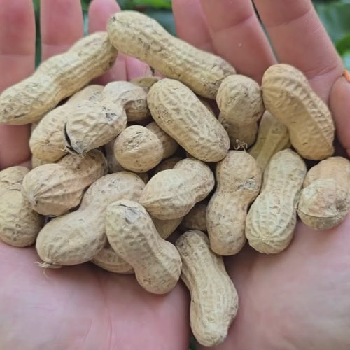 Tennessee Red Peanut Seeds
