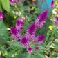 Hot Pink Celosia Flower Seeds