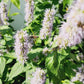 Agastache Korean Mint Flower Seeds