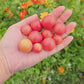 Rosy Finch Micro Dwarf Cherry Tomato Seeds