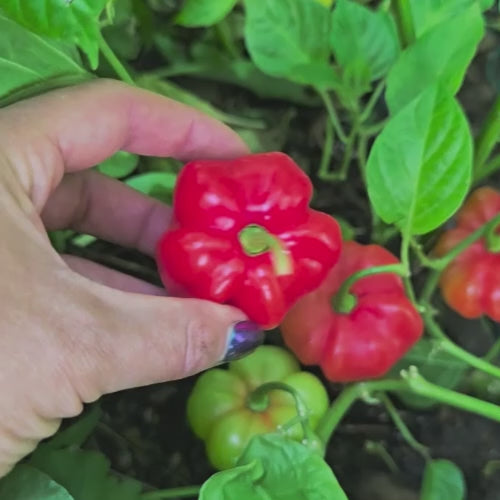 Iquitos Tropical Sweet Pepper Seeds