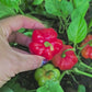 Iquitos Tropical Sweet Pepper Seeds