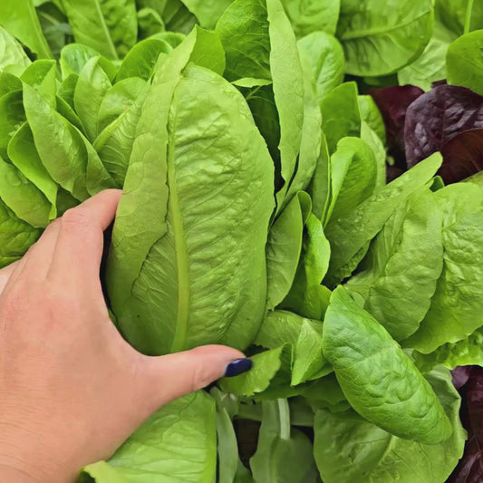 Little Caesar Romaine Lettuce Seeds