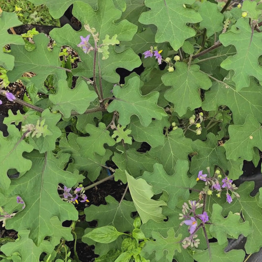 Light Green Thai Pea Eggplant Seeds
