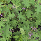 Light Green Thai Pea Eggplant Seeds