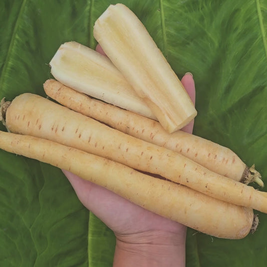 Lunar White Carrot Seeds