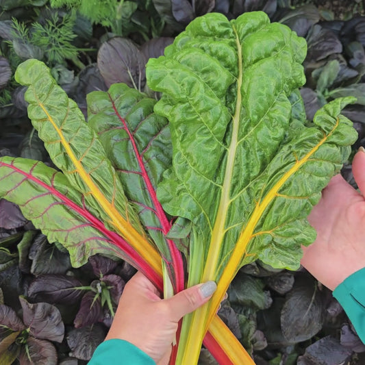 Bright Lights Swiss Chard Seeds