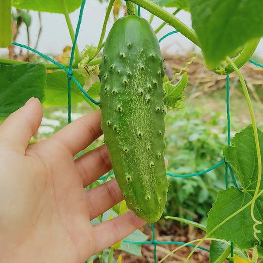 Wisconsin SMR 58 Pickling Cucumber Seeds