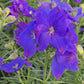 Imperial Mix Delphinium aka Larkspur Flower Seeds