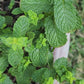 Common Mint or Spearmint Herb Seeds