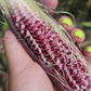 Double Red Heirloom Sweet Corn Seeds