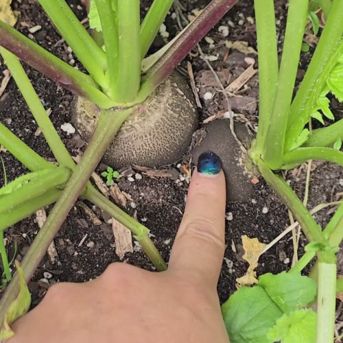 Black Spanish Round Radish Seeds