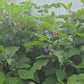 Thai Lavender Frog Miniature Eggplant Seeds