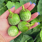 Thai Round Green Eggplant Seeds