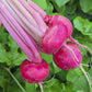Red Round Turnip Seeds